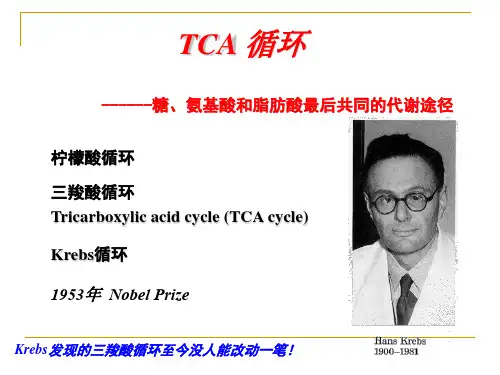 杨荣武生物化学原理-南京大学-三羧酸循环
