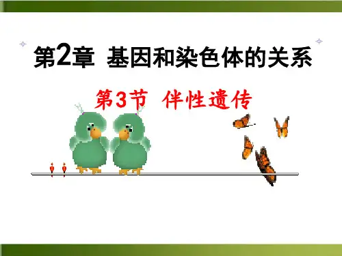 新【人教版材】伴性遗传完美课件1