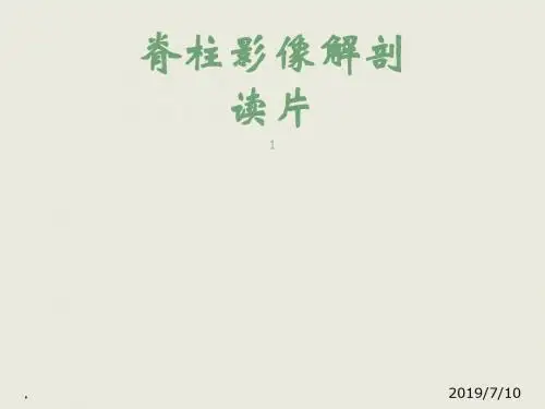 脊柱X线解剖PPT课件