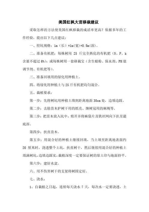 美国红枫大苗移栽建议