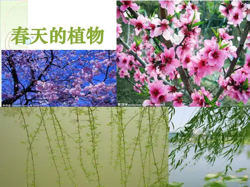 三年级下册公开课-观察春天的植物 人教版课件下载