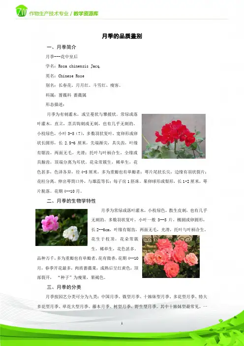 月季的品质鉴别.
