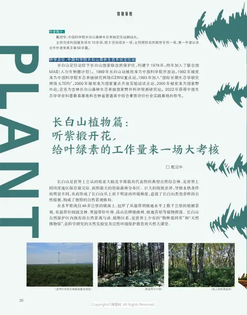 长白山植物篇：听紫椴开花，给叶绿素的工作量来一场大考核