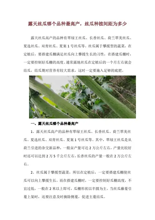 露天丝瓜哪个品种最高产,丝瓜种植间距为多少