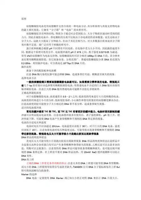 琼脂糖凝胶电泳