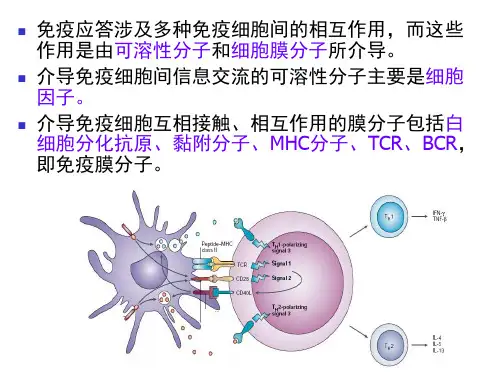 7.白细胞分化抗原和黏附分子