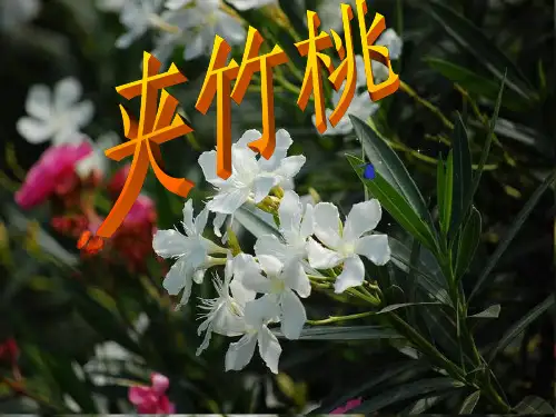 六年级语文PPT课件-夹竹桃2