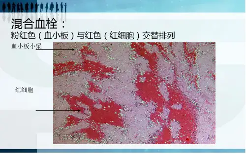 病理实验切片附说明行业知识