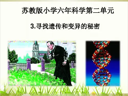六年级下册科学课件寻找遗传与变异的秘密苏教版完美版