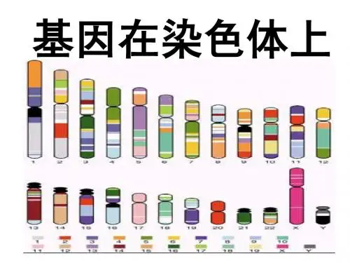 生物：2.2《基因在染色体上》课件(2)(新人教版必修2)