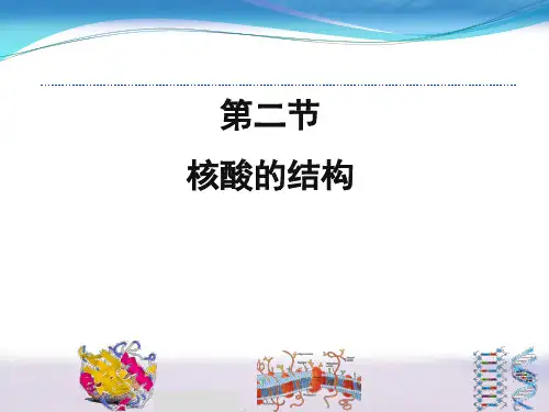 核酸的结构ppt