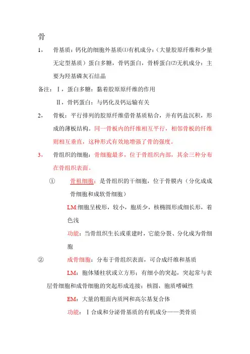 系统解剖学  骨