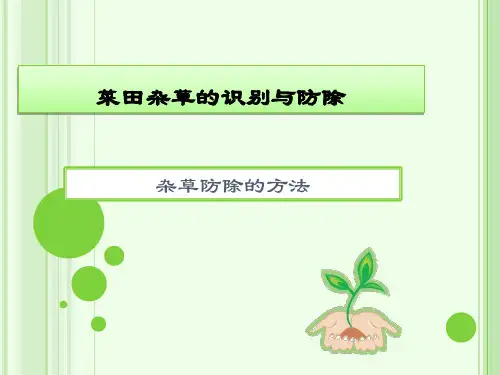 菜田杂草的识别与防除
