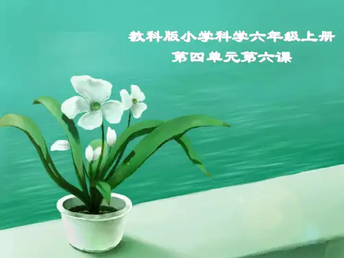 六年级上册科学-原来是相互关联的优秀课件教科版课件PPT
