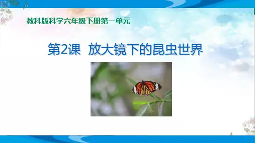 教科版科学六年级下册第一单元第2课《放大镜下的昆虫世界》精品课教学课件