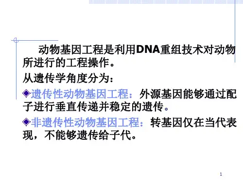 动物基因工程ppt课件