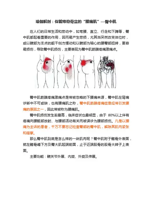 瑜伽解剖：保髋维稳骨盆的“腰痛肌”—臀中肌