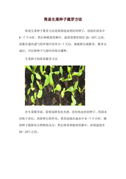 简易生菜种子催芽方法