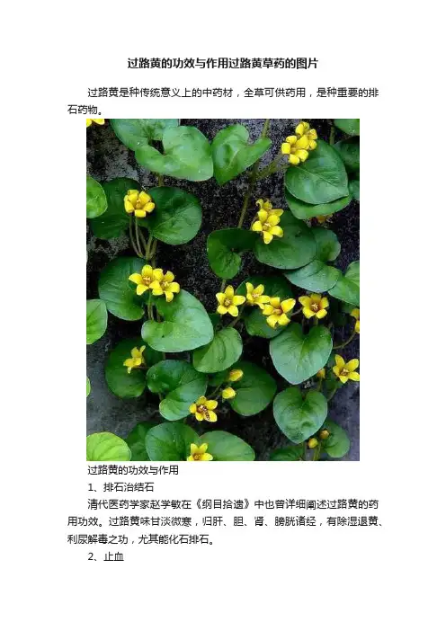 过路黄的功效与作用过路黄草药的图片