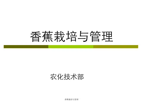 香蕉栽培与管理