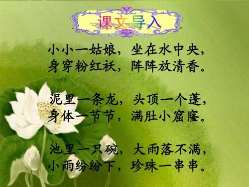 《莲文化活动课》