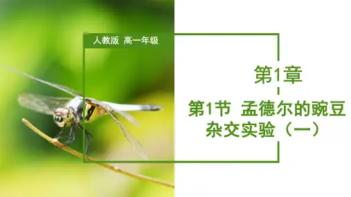 孟德尔的豌豆杂交实验(一)(课件)高一生物 (人教版2019必修2)