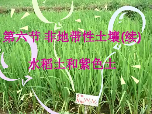 (土壤学教学课件)第十六章-我国主要的土壤-4