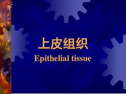 组织学与胚胎学课件 上皮组织