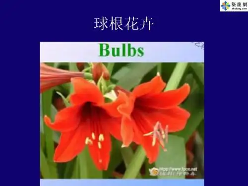 球根花卉
