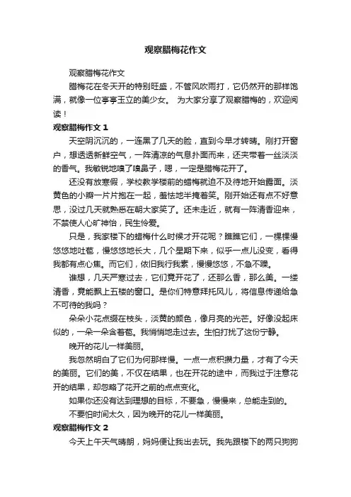 观察腊梅花作文