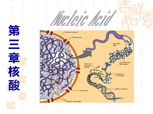 化学生物学 第三章 核酸