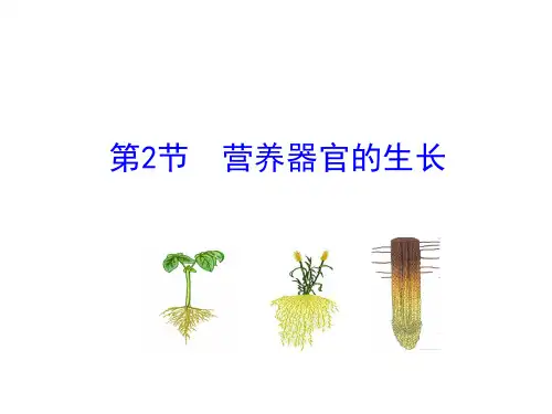 北师大版七年级生物上册课件：第6章 第2节 营养器官的生长(共22张PPT)