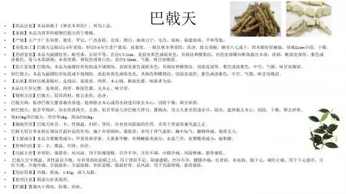 2.75巴戟天