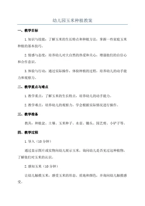 幼儿园玉米种植教案