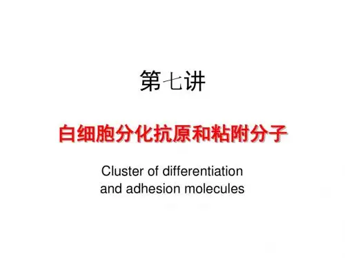 医学免疫学第七讲 白细胞分化抗原和粘附分子 PPT课件