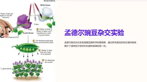 孟德尔豌豆杂交实验