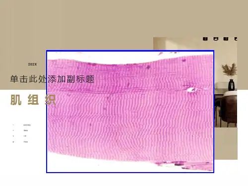 组织胚胎学教案课件