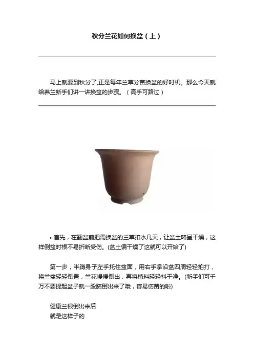 秋分兰花如何换盆（上）