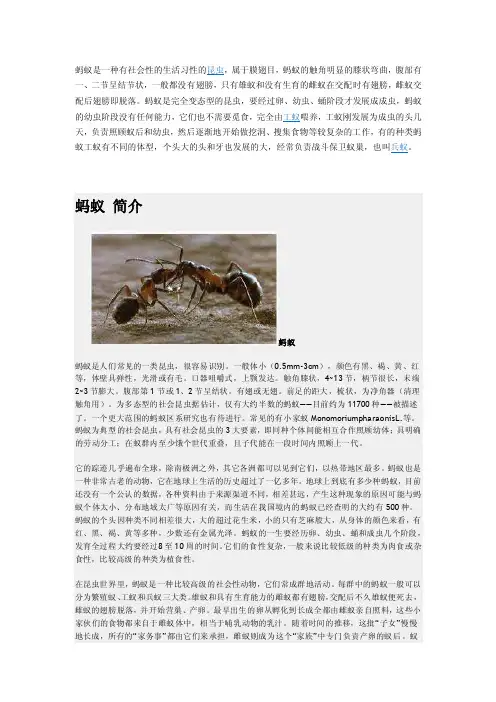 蚂蚁是一种有社会性的生活习性的昆虫