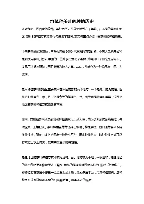 群体种茶叶的种植历史