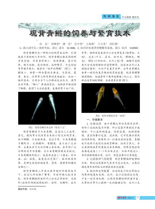 观背青鳉的饲养与繁育技术