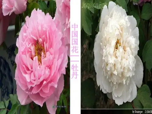 六年级音乐雪绒花.课件
