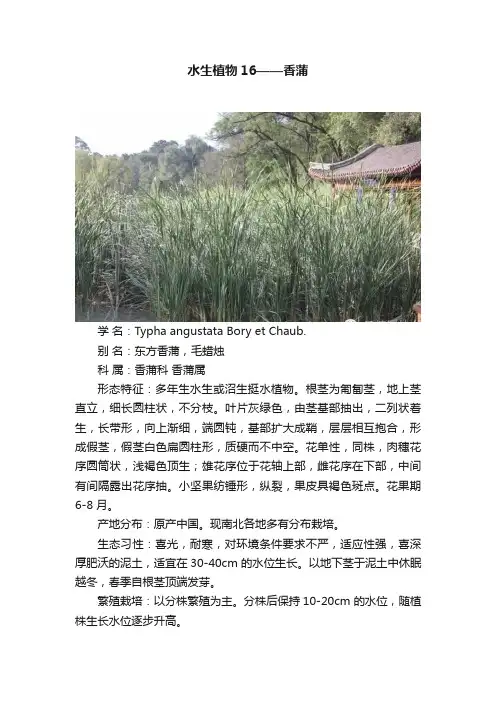 水生植物16——香蒲