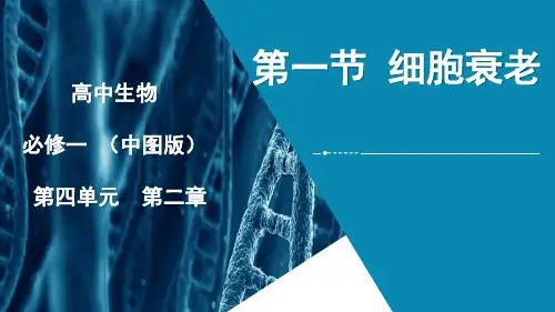 《第一节 细胞衰老》PPT课件(辽宁省市级优课)