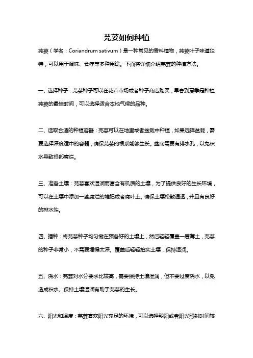 芫荽如何种植