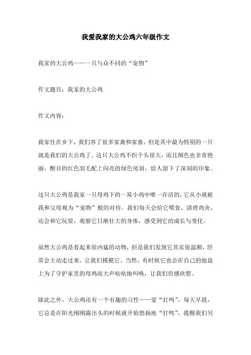 我爱我家的大公鸡六年级作文