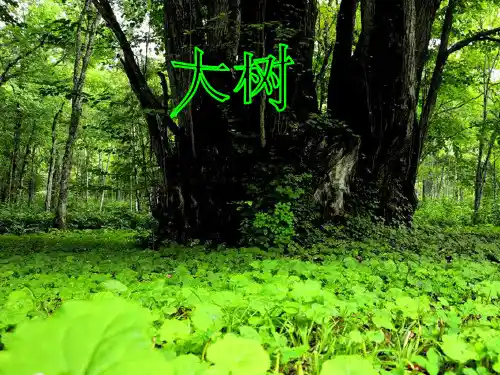教科小学科学三上《1.3、大树和小草》PPT课件(9)[精选](共8张PPT)