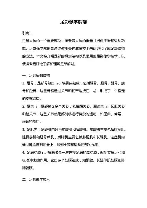 足影像学解剖