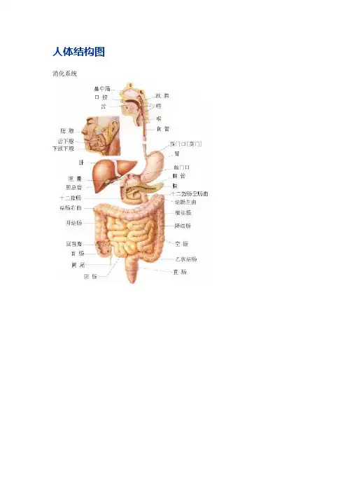 史上最全的人体结构图(中文)