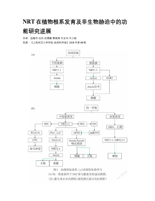 NRT在植物根系发育及非生物胁迫中的功能研究进展